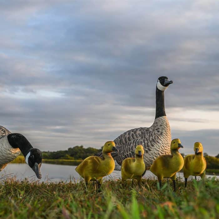 GOSLING DECORATIVE DECOY - Image 3
