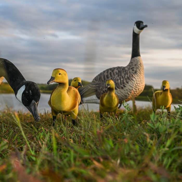 GOSLING DECORATIVE DECOY - Image 2